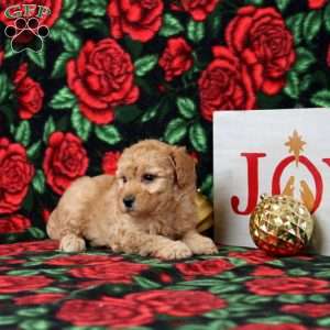 King, Morkie-Poo Puppy